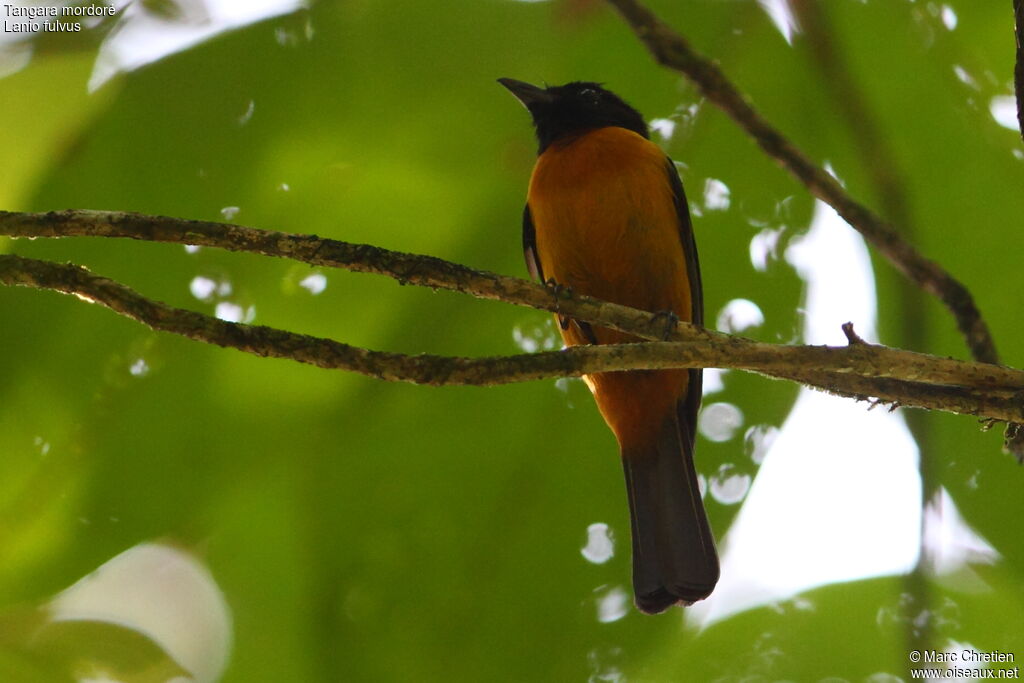 Fulvous Shrike-Tanager male adult