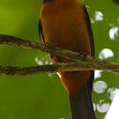 Tangara mordoré