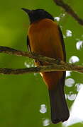 Fulvous Shrike-Tanager