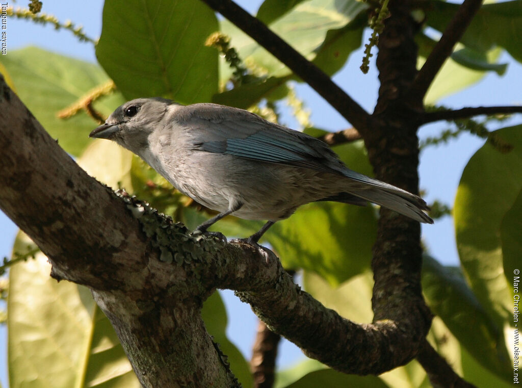 Tangara sayaca