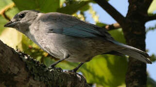 Sayaca Tanager