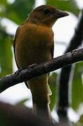 Summer Tanager