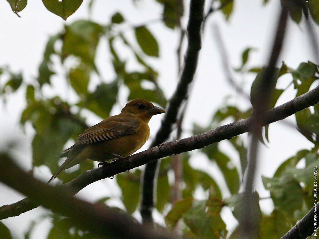 Summer Tanager female