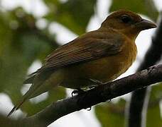 Summer Tanager