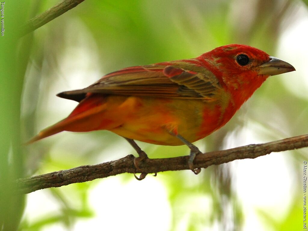 Tangara vermillon mâle immature