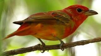 Summer Tanager