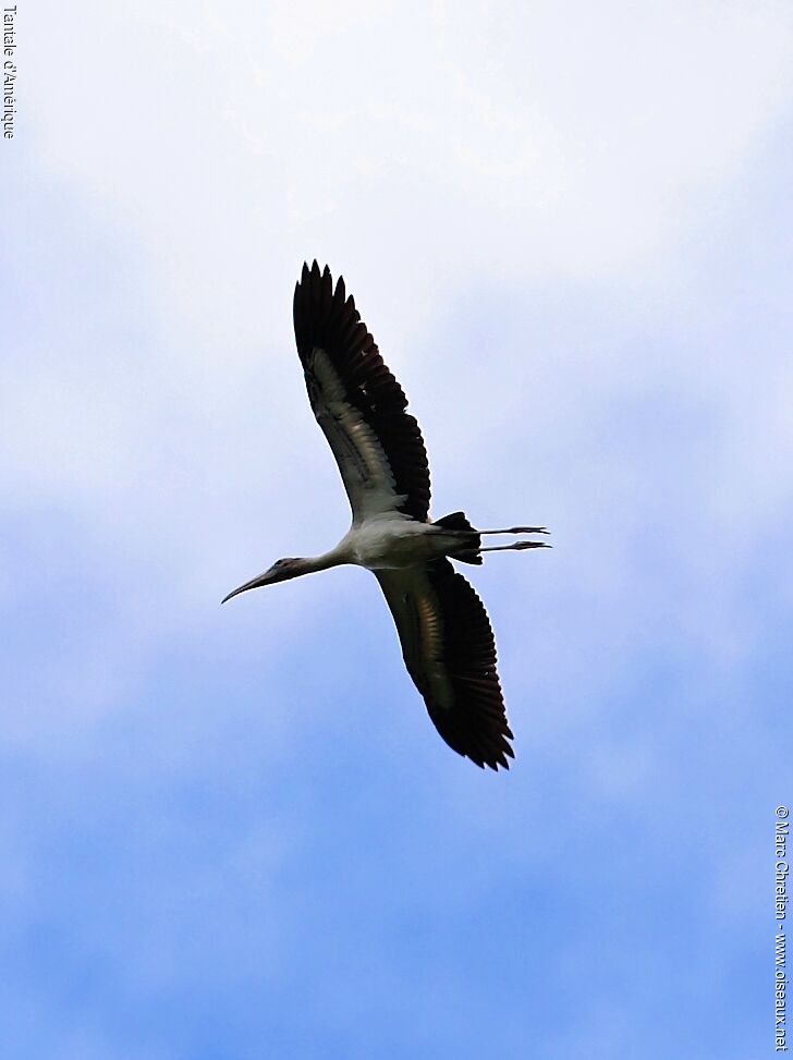 Wood Storkadult