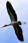 Wood Stork