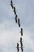 Wood Stork