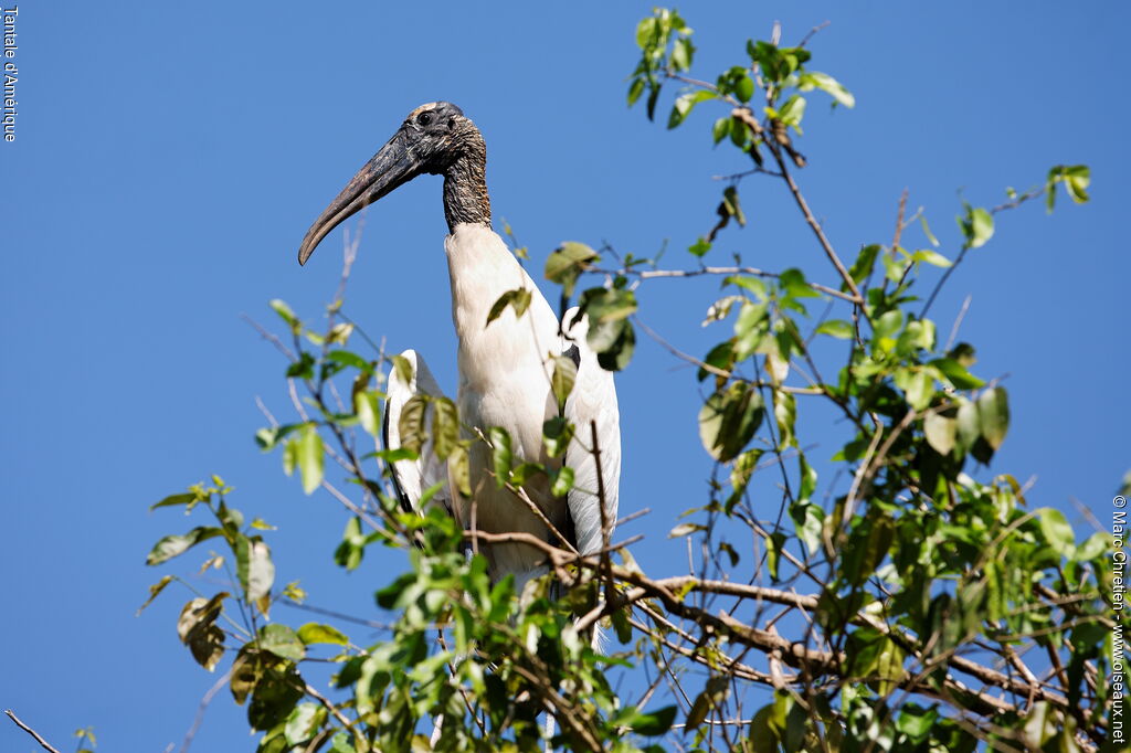 Wood Storkadult