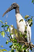 Wood Stork