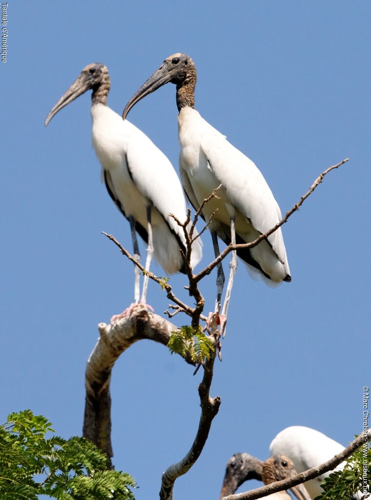 Wood Stork