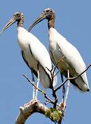 Wood Stork