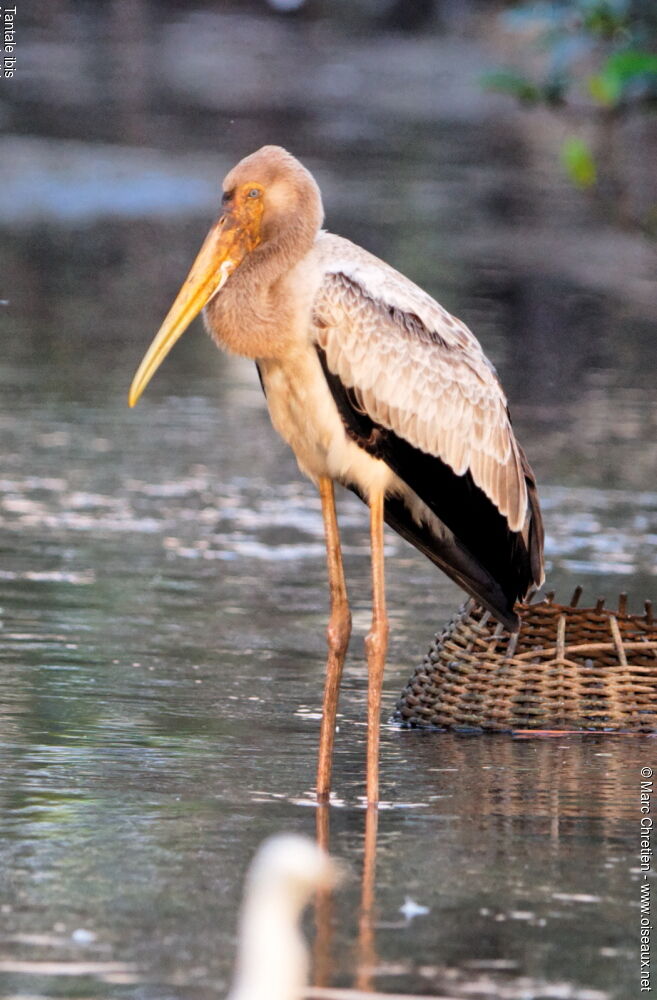 Yellow-billed Storkimmature