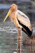 Yellow-billed Stork