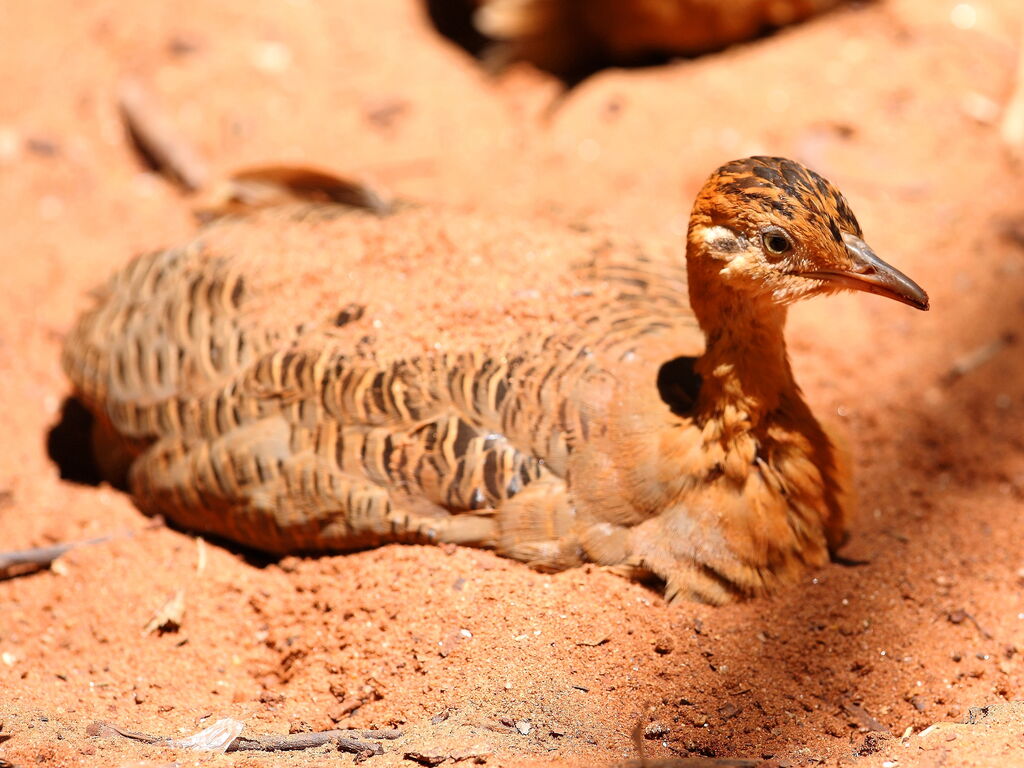 Red-winged Tinamou