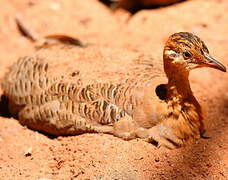 Red-winged Tinamou