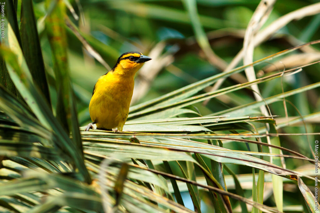 Black-necked Weaver