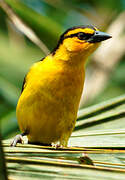 Black-necked Weaver