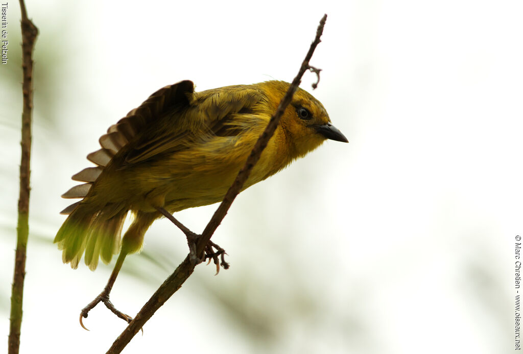 Slender-billed Weaver female adult