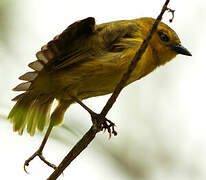 Slender-billed Weaver