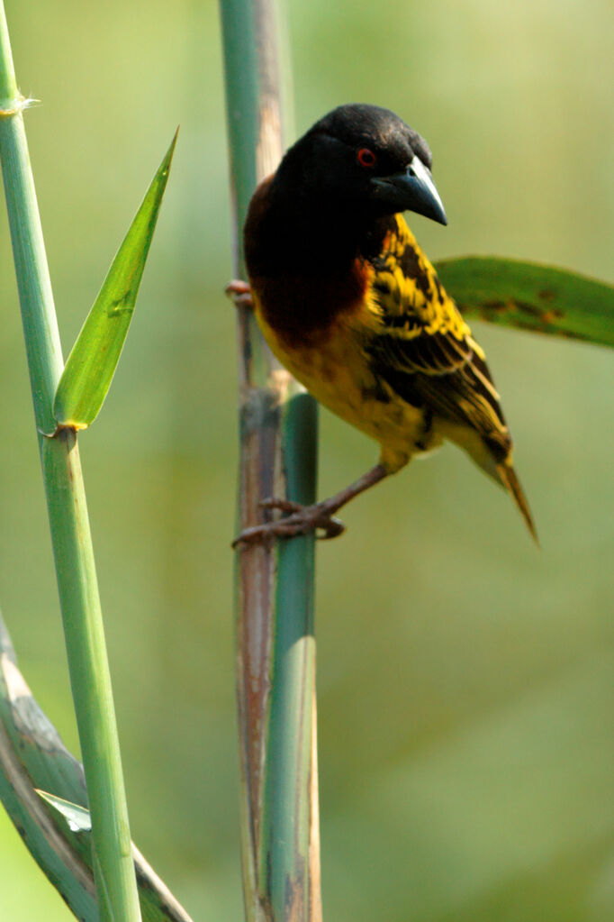 Village Weaver, identification