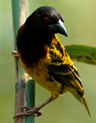 Village Weaver