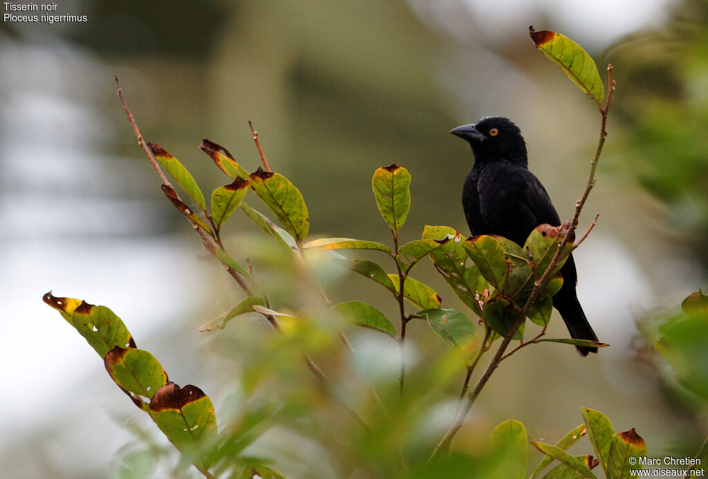 Tisserin noir mâle adulte, identification