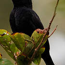 Tisserin noir
