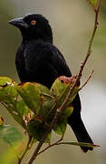 Vieillot's Black Weaver