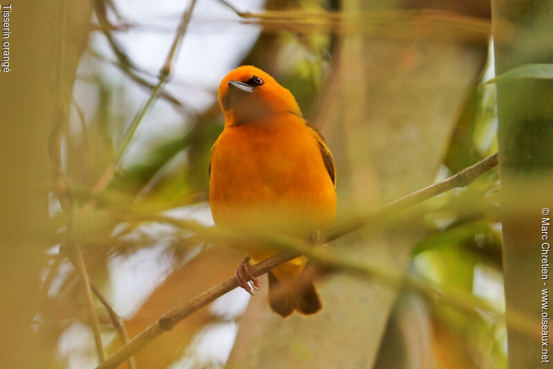 Orange Weaver male adult