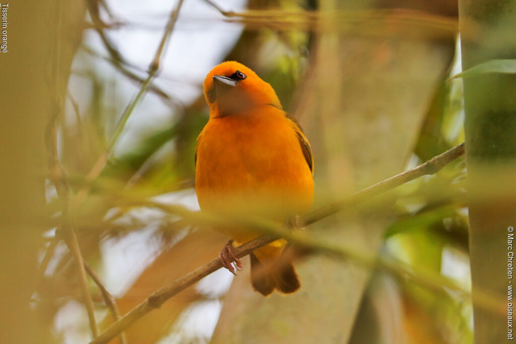 Orange Weaver male adult