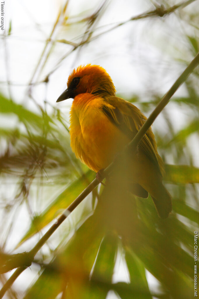 Orange Weaver