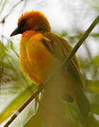 Orange Weaver