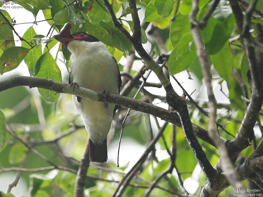 Black-tailed Tityra male