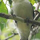 Tityre gris