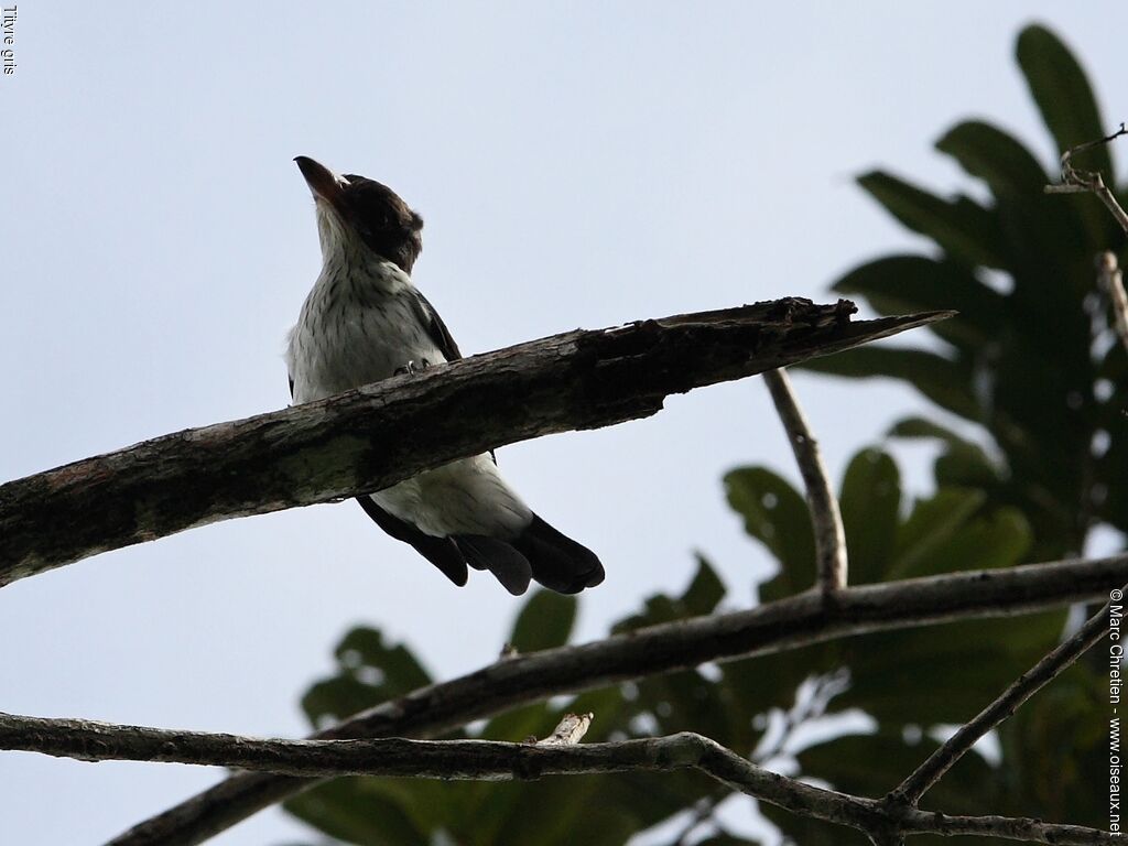 Black-tailed Tityra female adult