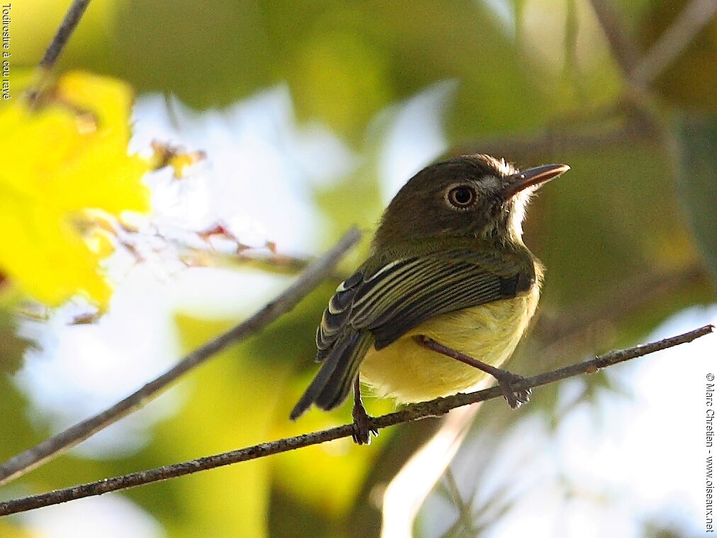 Stripe-necked Tody-Tyrant male adult