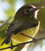 Stripe-necked Tody-Tyrant