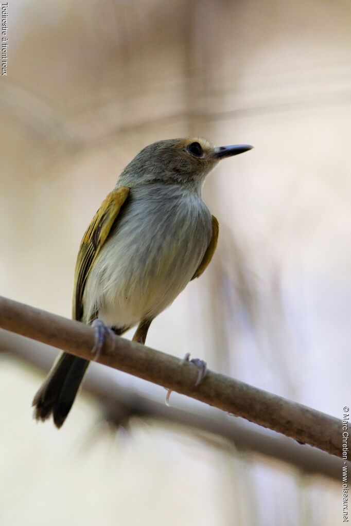 Rusty-fronted Tody-Flycatcher