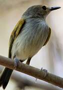 Rusty-fronted Tody-Flycatcher