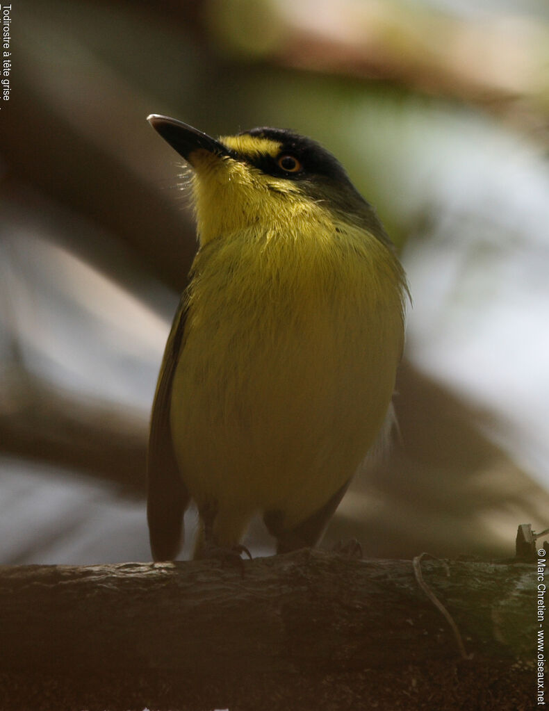 Yellow-lored Tody-Flycatcher