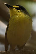 Yellow-lored Tody-Flycatcher