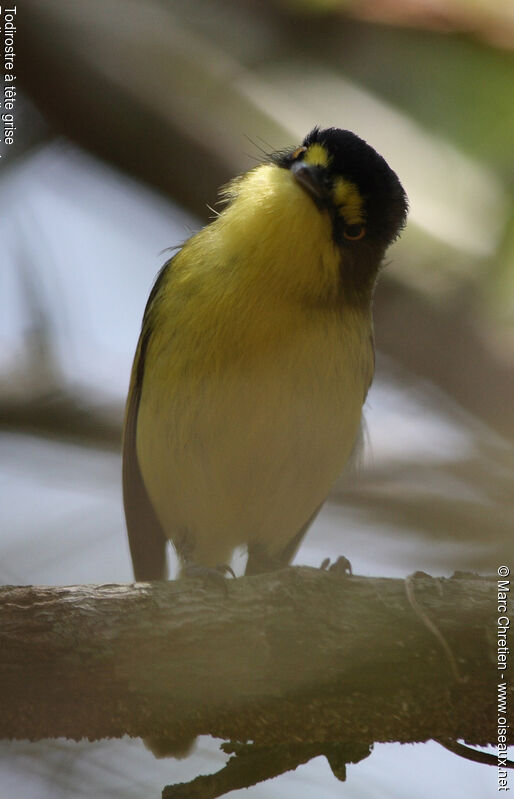Yellow-lored Tody-Flycatcher