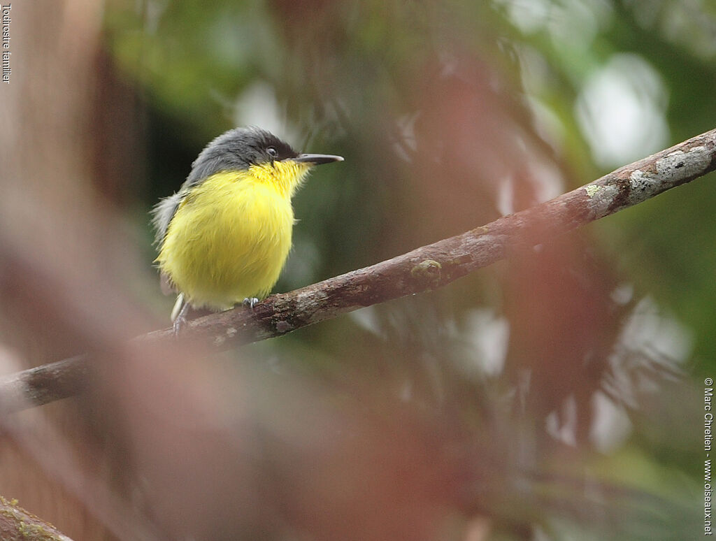 Common Tody-Flycatcher