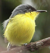 Common Tody-Flycatcher