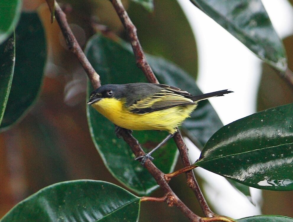 Common Tody-Flycatcher