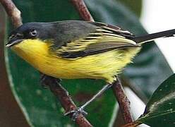 Common Tody-Flycatcher