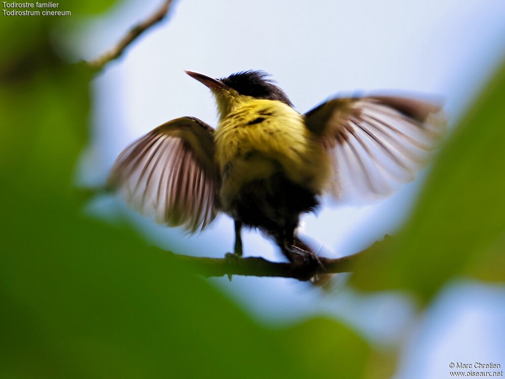 Common Tody-Flycatcher