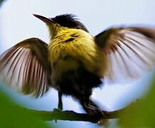 Common Tody-Flycatcher